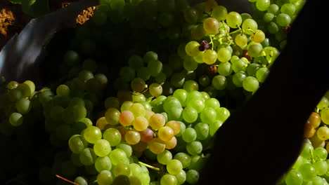 Picking-grapes-on-wine-farm
