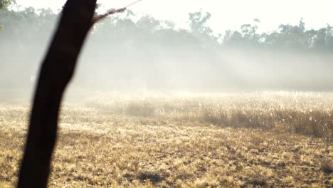 Misty-morning-across-Australian-farmland