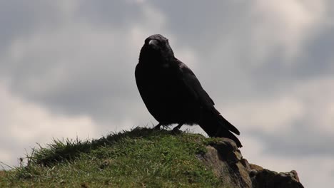 American-Raven,-black-crow-on-the-hill-with-cloudy-sky-for-a-background