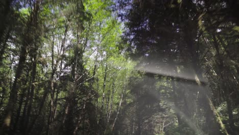 Driving-through-forest-looking-at-treetops