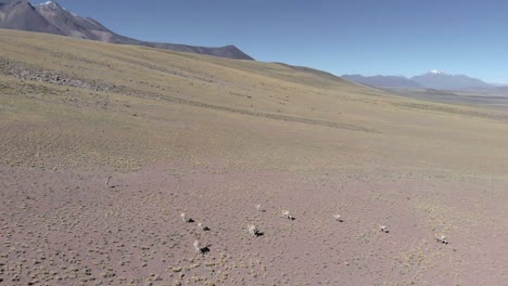 Vista-Aérea-De-Una-Manada-De-Vicuñas,-Parientes-Salvajes-De-Llamas,-Corriendo-Por-Las-Montañas-En-El-Desierto-De-Atacama
