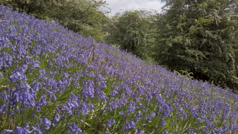 Large-patch-of-common-bluebells-on-a-steep-hillside,-surrounded-by-hawthorn-trees-in-full-blossom-in-the-Yorkshire-Dales-National-Park