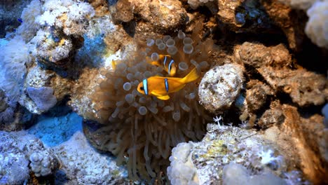 Clownfish-swim-in-between-the-sea-anemone