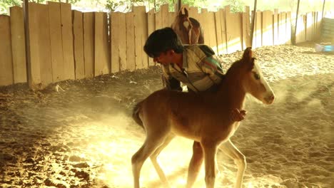 Man-taking-away-mare's-baby-foal-from-her-in-the-stable
