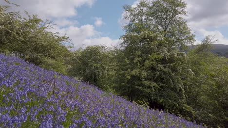Großer-Beet-Mit-Glockenblumen-An-Einem-Steilen-Hang-In-Den-Yorkshire-Dales,-Umgeben-Von-Weißdornbäumen-In-Voller-Blüte