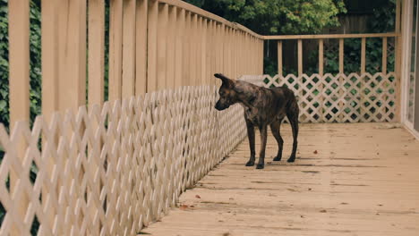 Curious-stray-dog-explores-rusty-deck,-sticks-nose-in-fence,-smelling-surroundings