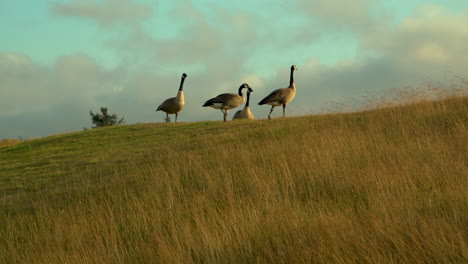 A-flock-of-Canada-Geese-hanging-out-on-a-grassy-hill-in-Oregon