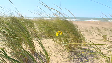grass-and-flowers-blowing-in-the-wind-at-the-beach-in-slo-mo