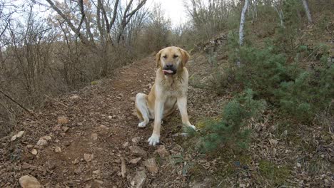 Dog-sitting-on-a-mountain-track-in-forest,-autumn-time