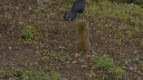 Eichhörnchen-Vor-Vogel-Im-Park
