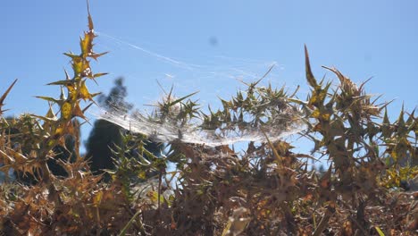 Spinnennetz-Zwischen-Diplotaxis-Pflanzen