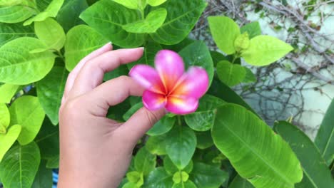 Girando-Una-Flor-De-Plumeria-Frangipani-Rosa-Y-Amarilla-árbol-Florido-Tropical-Exótico-Con-Flores-Fragantes