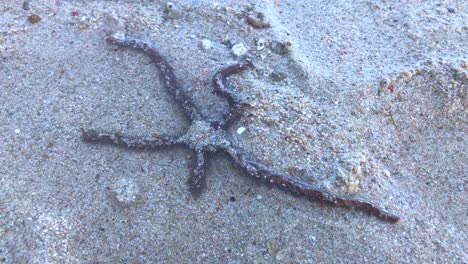 Moving-starfish-in-water-at-the-Green-Bowl-beach-in-Uluwatu-Bali-Indonesia