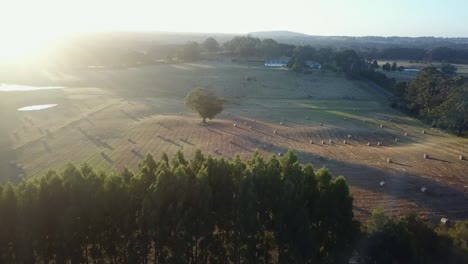 Aerial-footage-into-the-sun-of-a-tree-belt-and-round-haybales-in-a-field-near-East-Trentham,-central-Victoria,-Australia