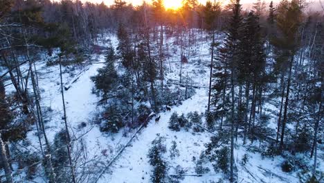 Aerial-view-of-deers-with-sunset-as-the-background