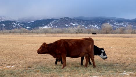 Cattle-grazing-in-open-space