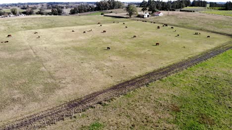 aerial-view-of-a-cow-farm-field