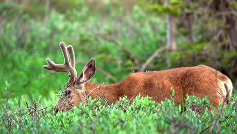Closeup-view-of-a-mule-deer