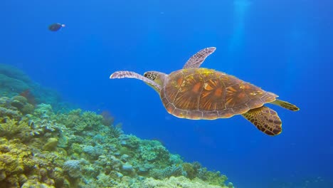Buceador-Aficionado-Viendo-Una-Tortuga-Verde-Nadando-Pacíficamente-Sobre-El-Arrecife