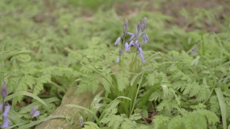 Bluebell-flowers-growing-in-woodland