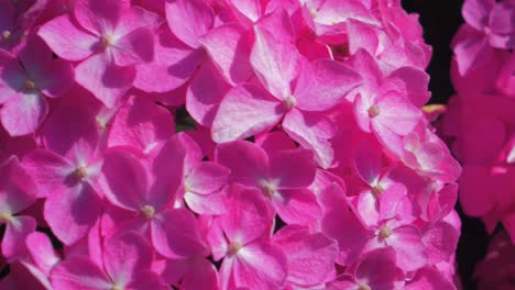 Flores-De-Hortensia-Rosas-Vibrantes-Y-Hermosas-En-Un-Día-Soleado-De-Verano,-Primer-Plano