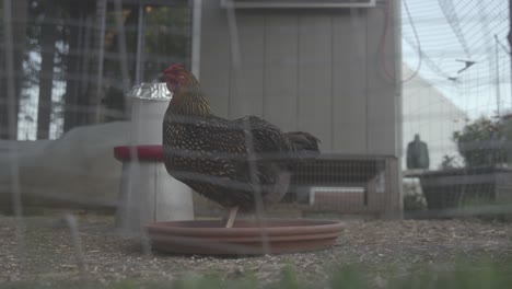 Domestic-Chicken-stands-in-Food-Bowl-in-Coop