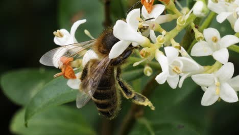Makroaufnahme-Einer-Gelben-Biene,-Die-In-Zeitlupe-Nektar-Aus-Einer-Weißen-Blume-Saugt-Und-Das-Bild-Oben-Verlässt