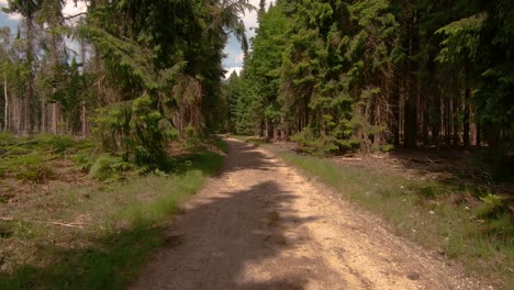 Moving-forward-along-the-forest-path-on-a-sunny-summer-day