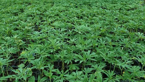 Trays-of-young-hemp-plants-with-trimmed-leaves-in-a-greenhouse