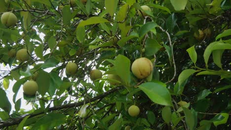 Ein-Muskatnussbaum,-Dessen-Samen-Für-Viele-Medizinische-Und-Kulinarische-Zwecke-Verwendet-Werden