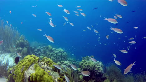 Una-Bandada-De-Peces-Nadando-En-El-Arrecife-Durante-El-Tour-De-Buceo