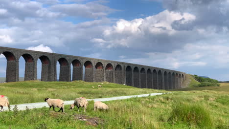 Sheep-Looking-Around-in-front-of-Ribblehead-Viaduct-in-North-Yorkshire-on-Summer’s-Day-in-Slow-Motion