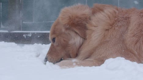 Golden-retriever-dog-chewing-on-ball-in-windy-snowfall