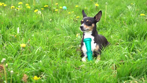Small-cute-Spanish-dog-chewing-toy-and-playing-in-bright-green-grass-in-garden