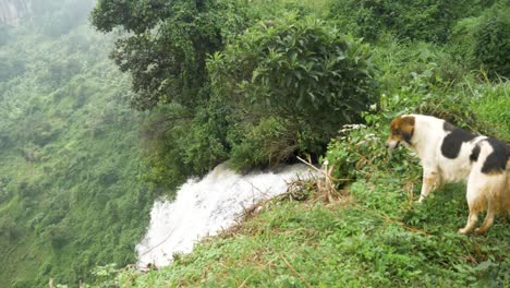 Ein-Weiß-schwarzer-Einheimischer-Hund-Blickt-über-Den-Rand-Eines-Wasserfalls-Im-Ländlichen-Uganda
