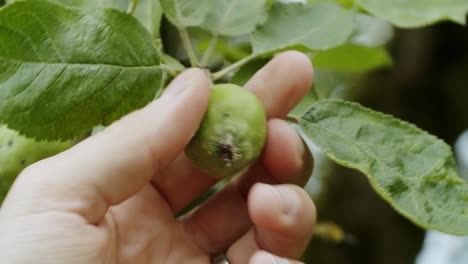 Close-up-of-an-unripe-apple-hanging-on-a-tree-in-a-garden