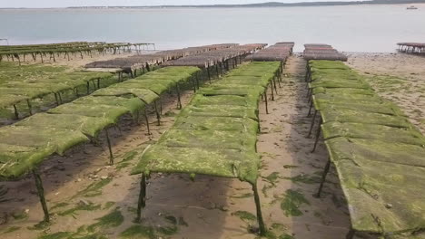 Dolly-camera,-Bags-containing-young-oysters-in-an-aquaculture-farm-at-low-tide-for-seafood-cultivation-in-France