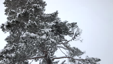 ángulo-Bajo-Nevando-Frente-A-Un-árbol