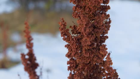 Nahaufnahme-Einer-Trockenen-Lupinus-Wildblume,-Die-Auf-Einem-Verschneiten-Feld-Steht