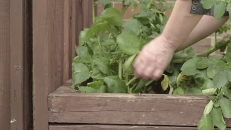 Gardener-inspecting-home-grown-potato-plant-in-garden