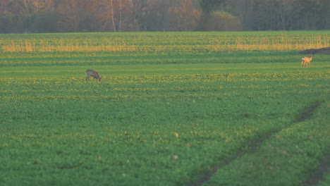 Two-European-roe-deer-eating-and-walking-on-a-rapeseed-field-in-the-evening,-golden-hour,-medium-telephoto-shot