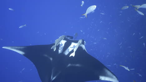 A-giant-black-manta-ray-with-two-remoras-as-a-companions