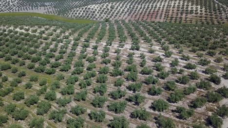 Aerial-view-of-many-olive-trees-in-the-south-of-Spain-during-the-summer