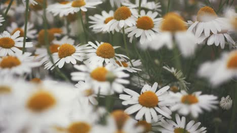 Close-up-of-white-flowers-with-big-yellow-center,-Daisy-flowers,-Asteraceae-family,-beauty-of-nature