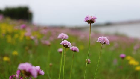 Der-Wind-Weht-Lila-Blumen-Auf-Einem-Feld-Am-Meer,-Nahaufnahme-Statisch