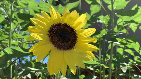 Bright-and-yellow-summer-sunflower-isolated-on-a-green-leafy-background