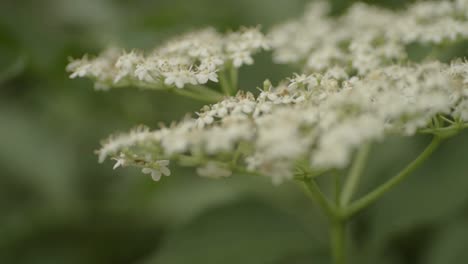 Holunderpflanze-Winzige-Weiße-Blüten