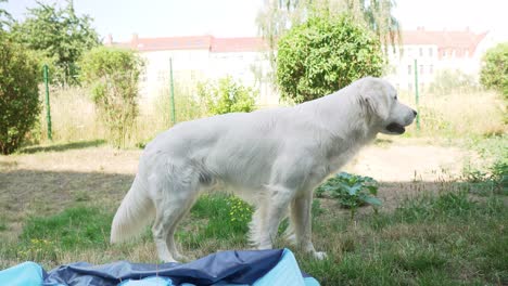 Weißer-Hund-Läuft-Durch-Das-Gras-Im-Hinterhof-Mit-Zaun-Und-Sonnenlichthäusern-Im-Hintergrund