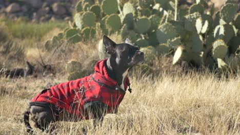 Long,-short-black-dog-wearing-red-plaid-sniffs-the-air-in-the-desert-and-then-walks-out-of-frame