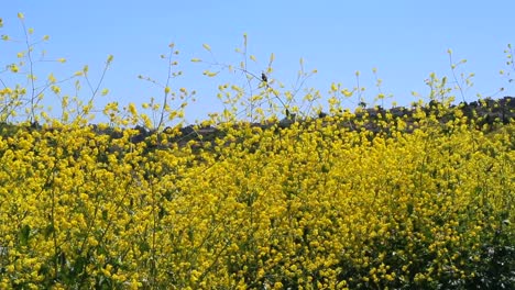 1080HD-24p,-Yellow-wild-flowers-sway-gently-in-the-summer-breeze-on-a-hilltop-with-a-blue-sky-background